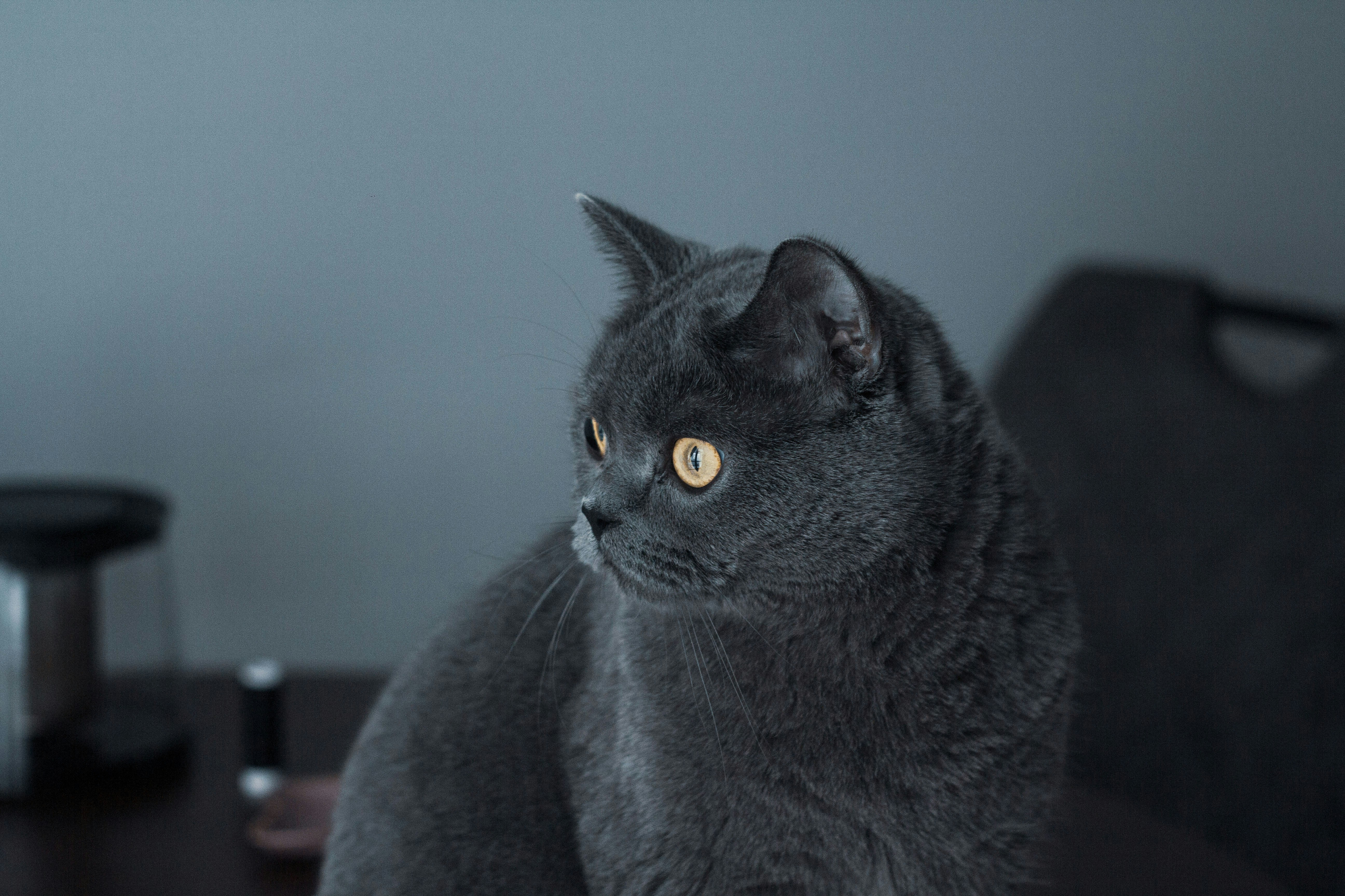 Photo by nocturnal_corvus