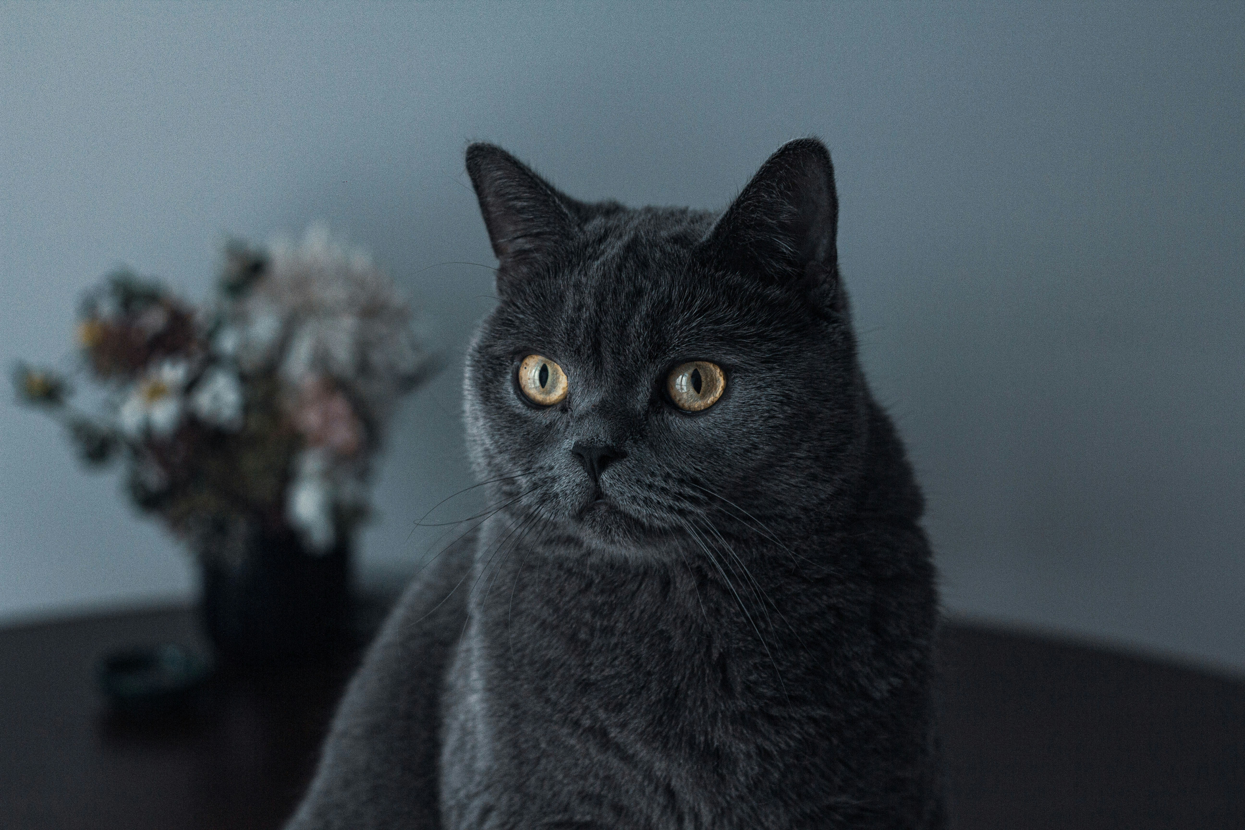 Photo by nocturnal_corvus