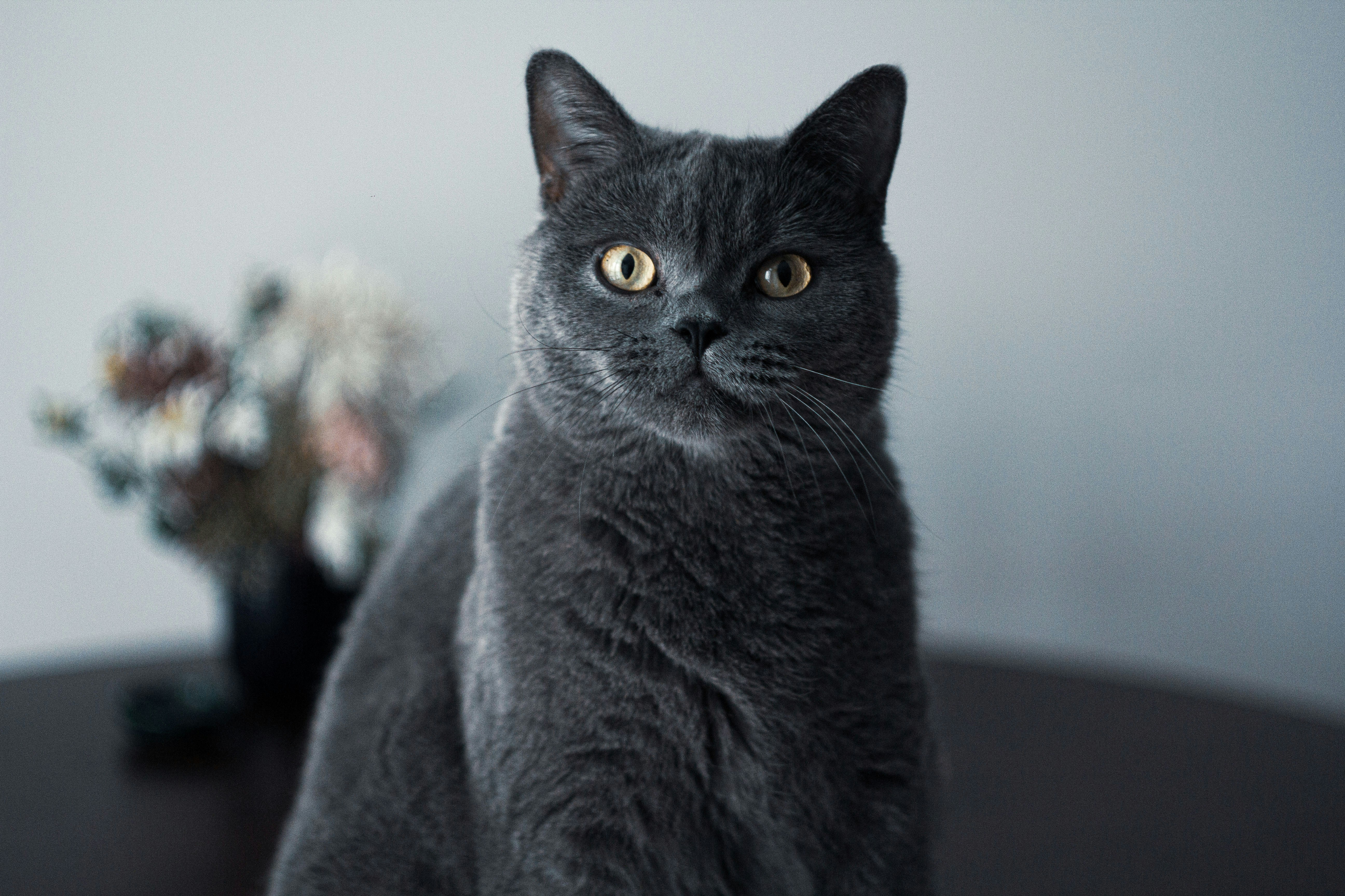 Photo by nocturnal_corvus