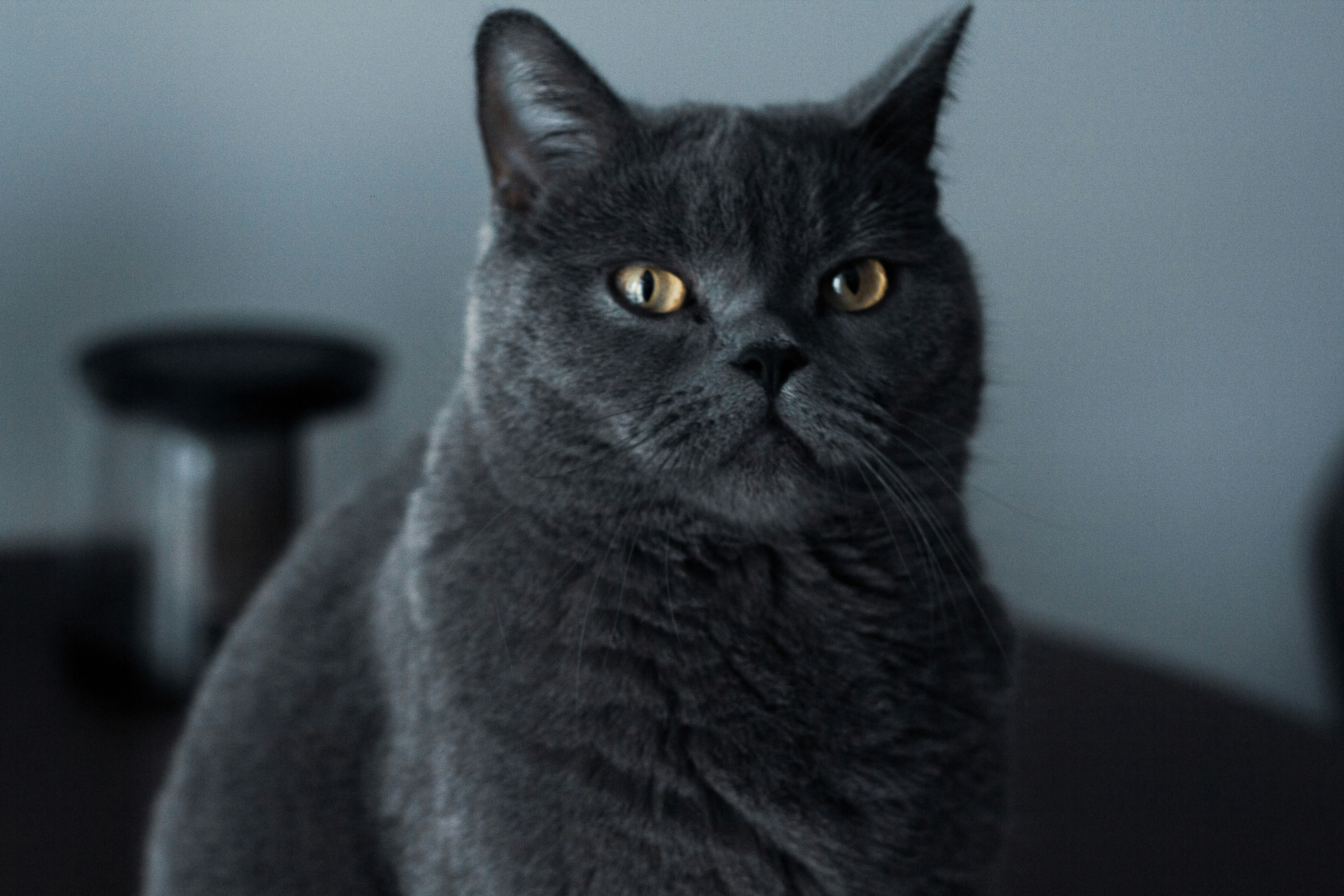 Photo by nocturnal_corvus