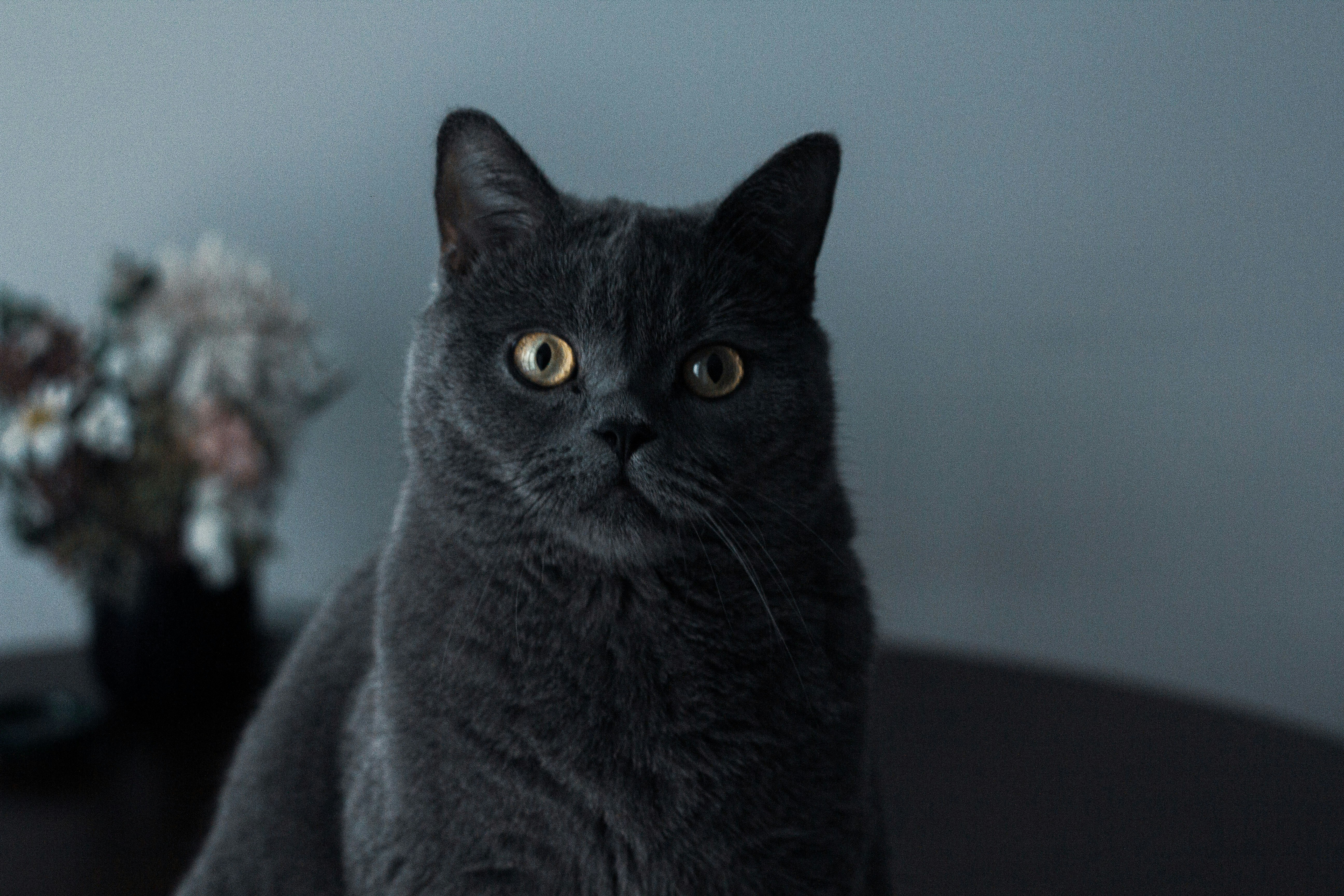 Photo by nocturnal_corvus