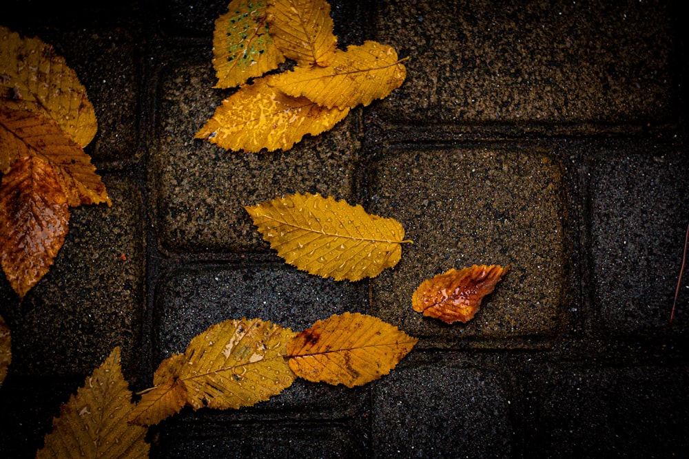 a group of yellow leaves laying on top of a sidewalk