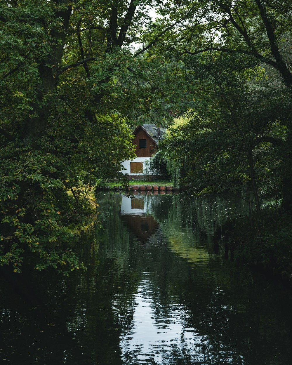 나무들로 둘러싸인 강 위에 앉아 있는 집