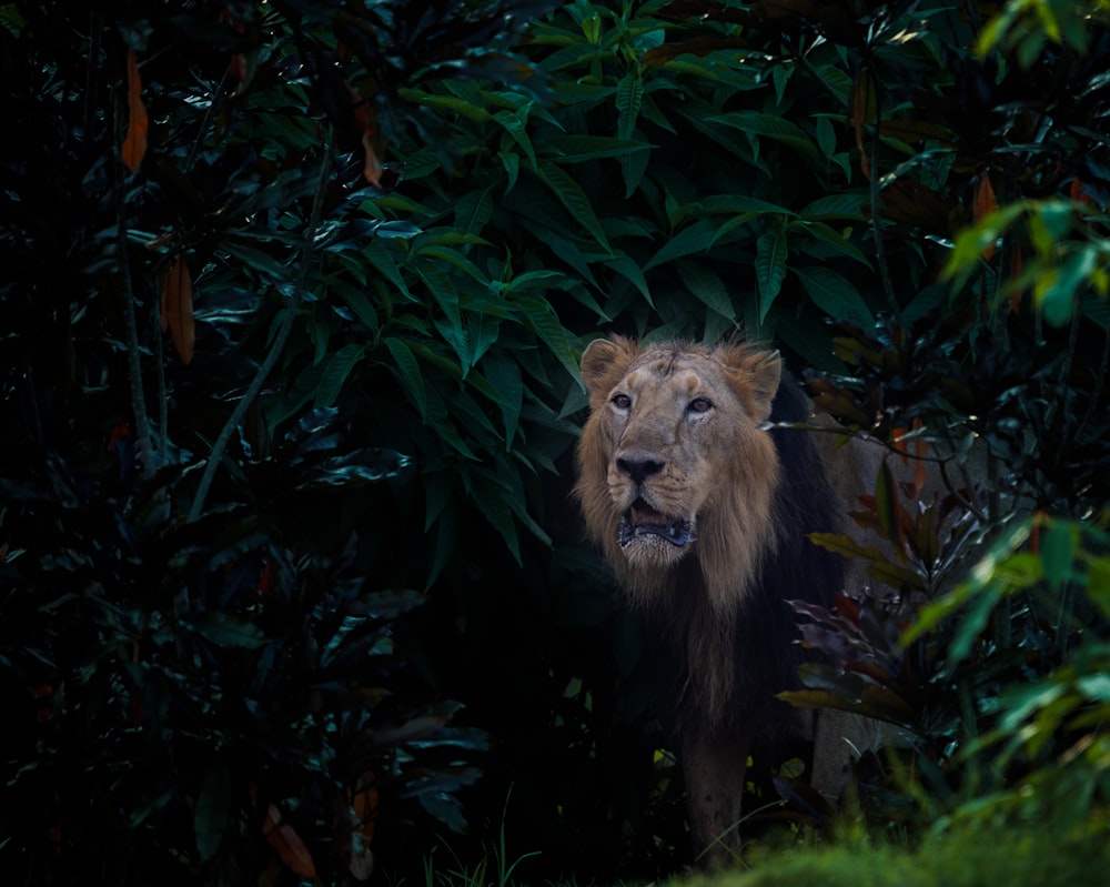 a lion standing in the middle of a jungle