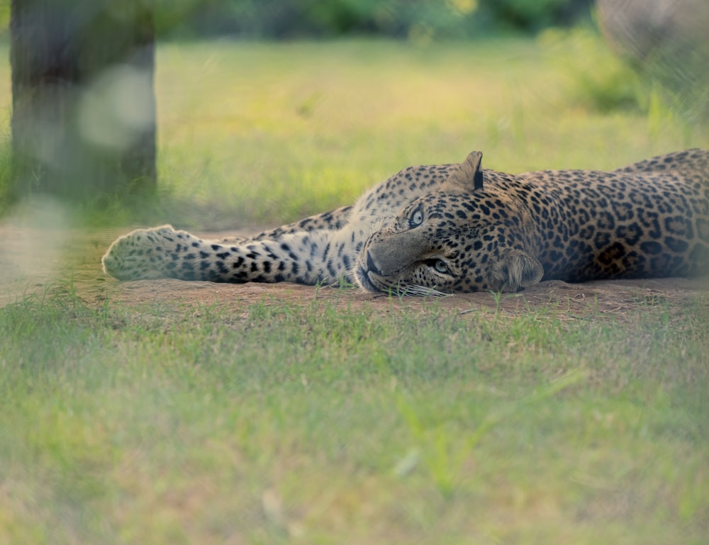 a leopard laying on the ground next to a tree