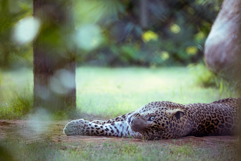 a leopard laying on the ground next to a tree