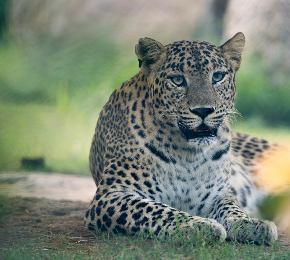 a large leopard laying on top of a lush green field