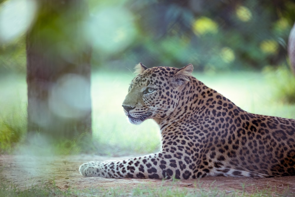 a leopard laying on the ground next to a tree