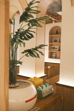 a potted plant sitting on top of a counter