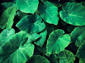 a bunch of green leaves with drops of water on them