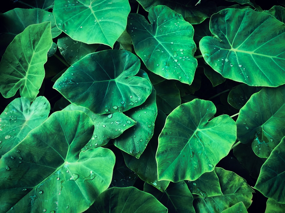 a bunch of green leaves with drops of water on them