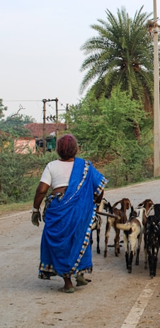 A person dressed in a traditional blue sari is walking down a road with a group of goats. The scene is set in a rural area, surrounded by lush green trees, with a prominent palm tree nearby. The atmosphere appears peaceful and natural.
