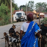 A woman in a blue sari is herding goats along a rural road. She holds a stick in her hand and is surrounded by goats of various colors. In the background, a white SUV is parked near a small village with brick houses and trees.