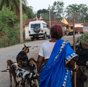 A woman in a blue sari is herding goats along a rural road. She holds a stick in her hand and is surrounded by goats of various colors. In the background, a white SUV is parked near a small village with brick houses and trees.