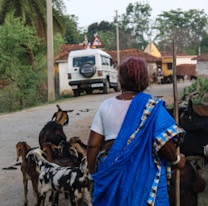 A woman in a blue sari is herding goats along a rural road. She holds a stick in her hand and is surrounded by goats of various colors. In the background, a white SUV is parked near a small village with brick houses and trees.