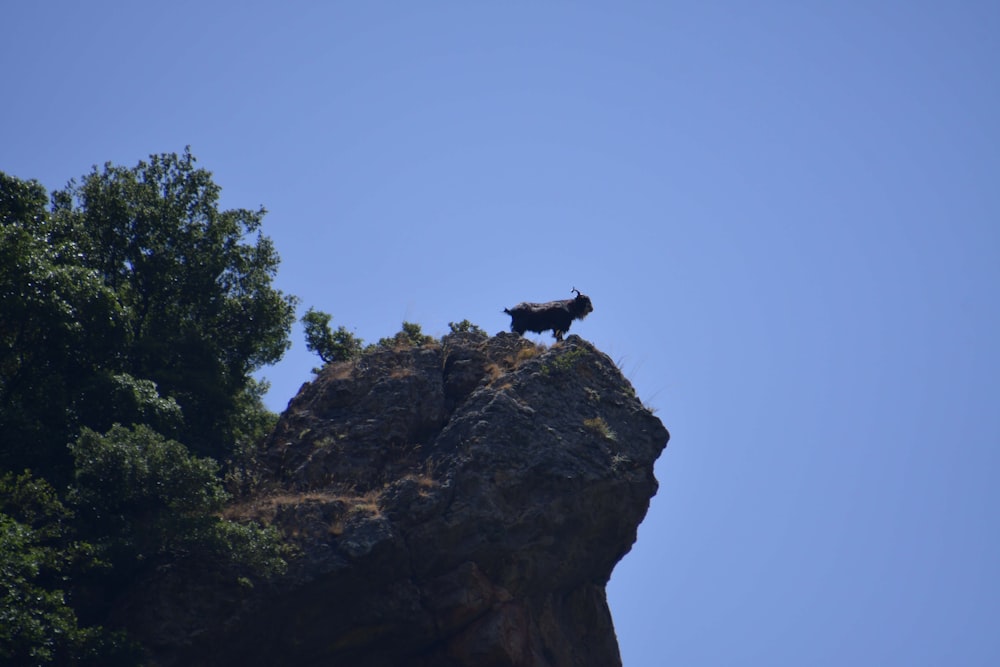 a black animal standing on top of a large rock