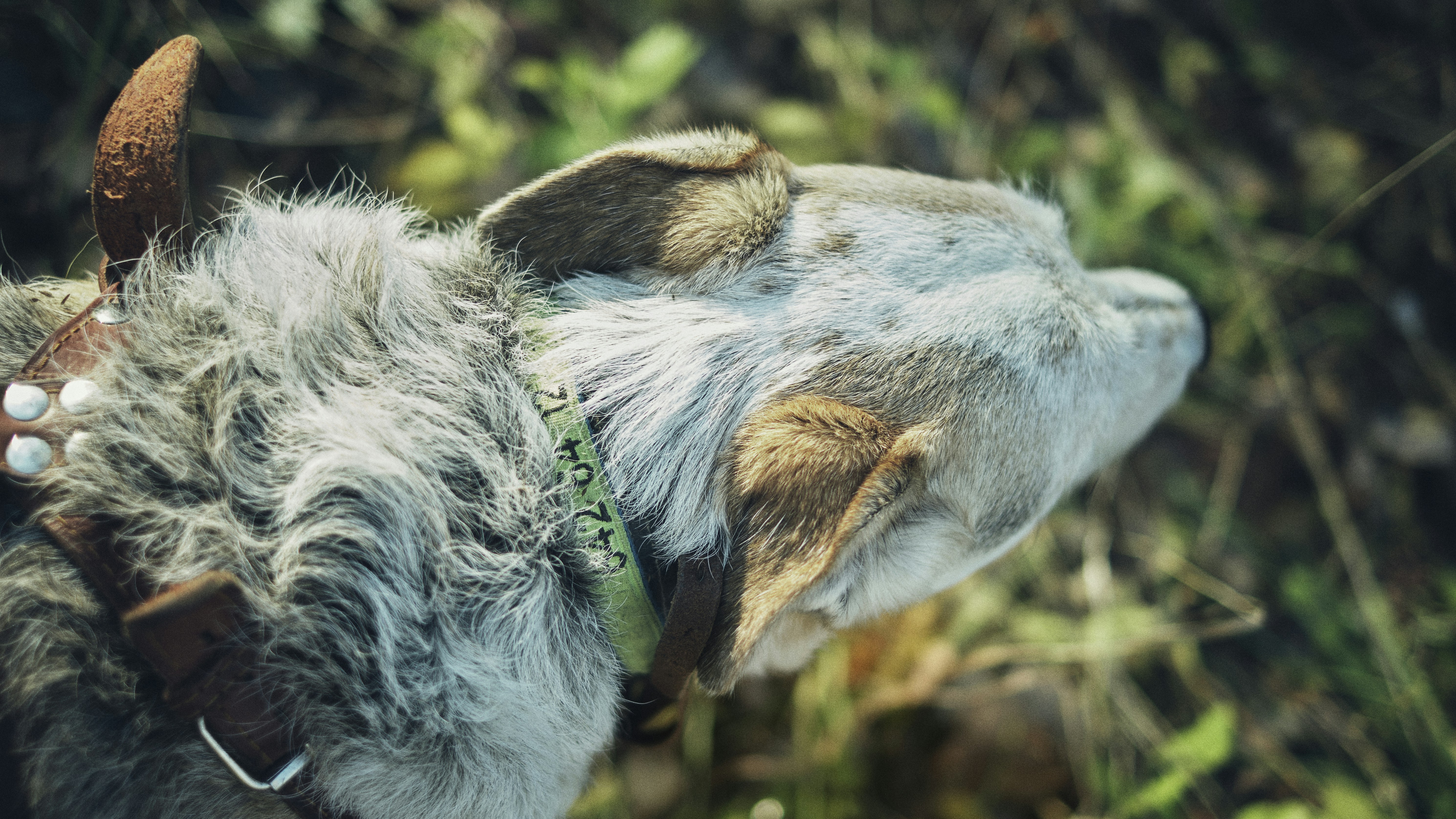 a close up of a dog with a collar on