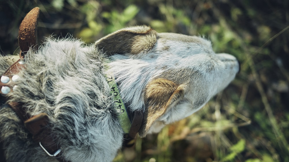 a close up of a dog with a collar on