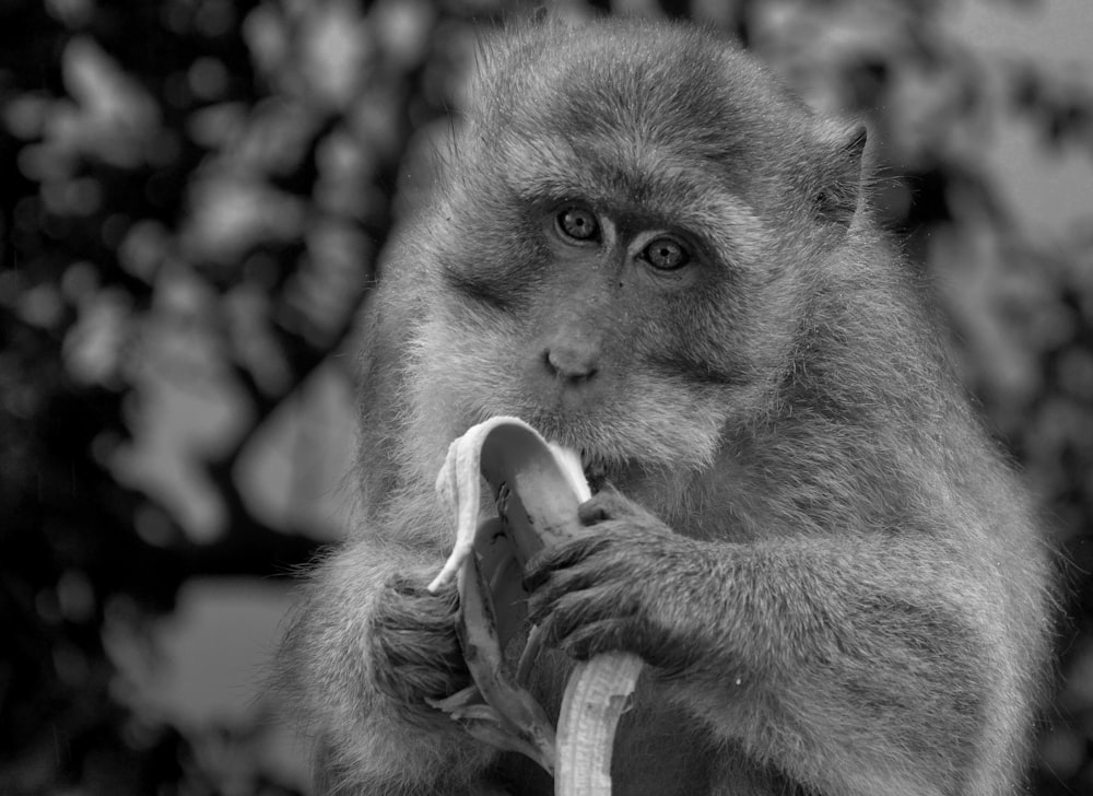 a monkey is eating a banana in a black and white photo