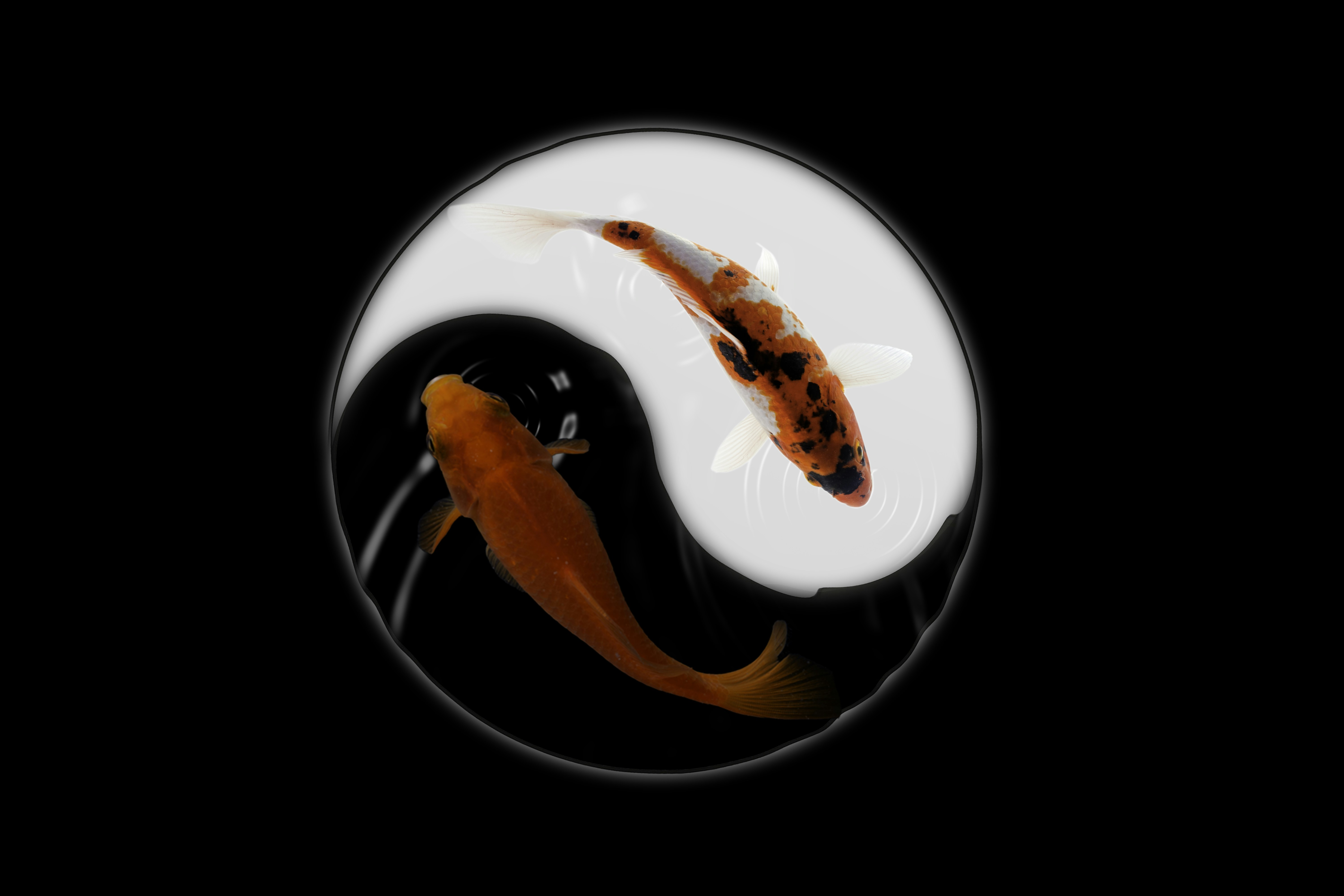 The Rally Continues But...