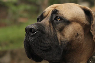 a close up of a dog with a collar