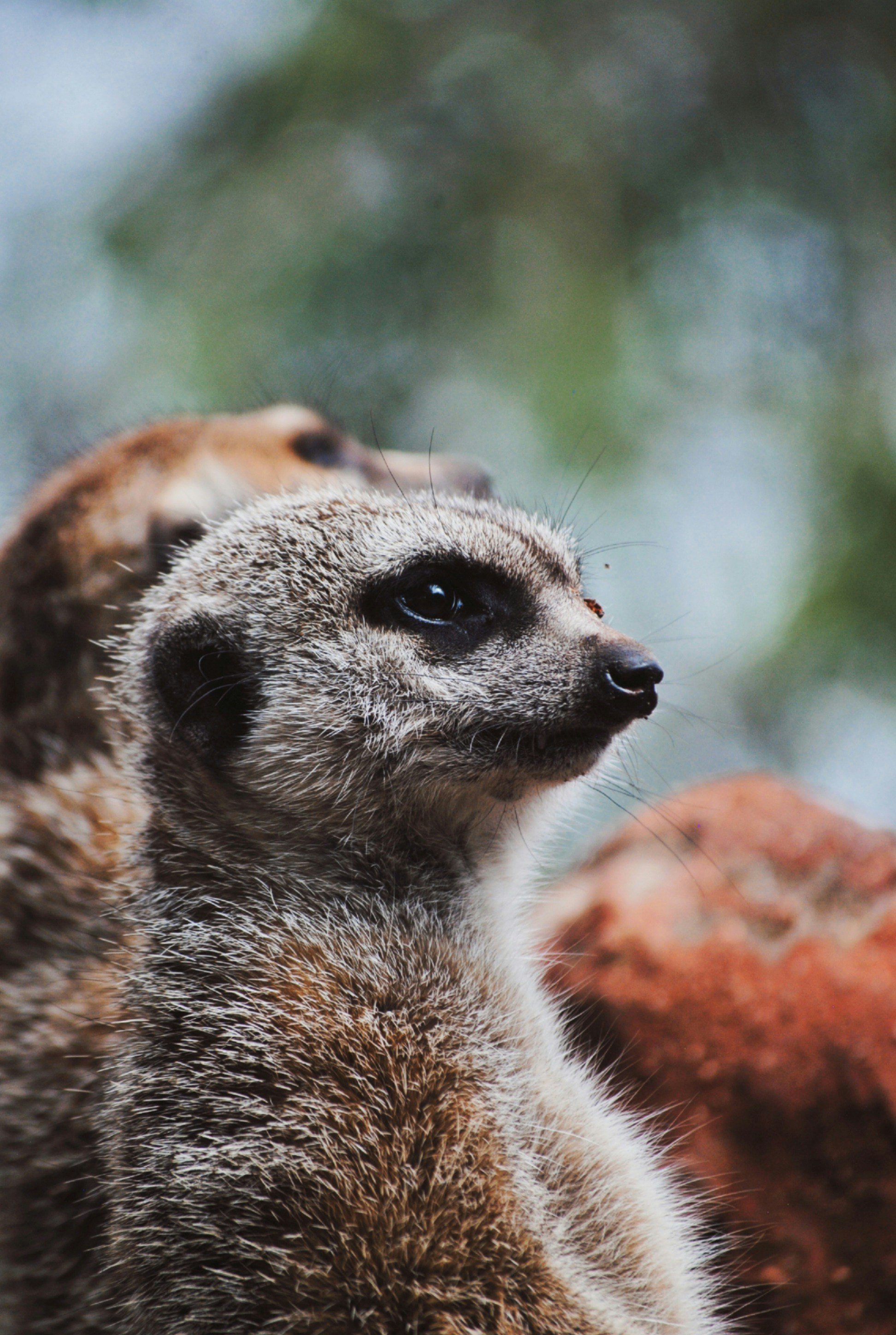 Unsplashで見つけるミーアキャットの無料写真