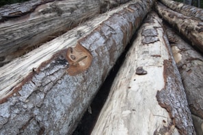 Several large logs stacked with visible bark and partially exposed wood, showing signs of logging with rough surfaces and natural textures.