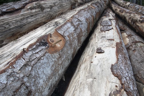 Several large logs stacked with visible bark and partially exposed wood, showing signs of logging with rough surfaces and natural textures.