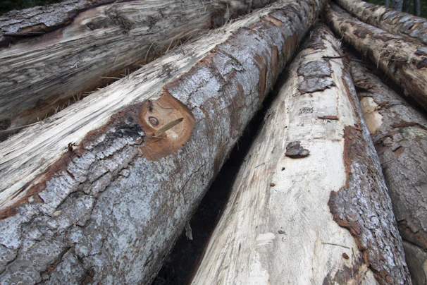 Several large logs stacked with visible bark and partially exposed wood, showing signs of logging with rough surfaces and natural textures.