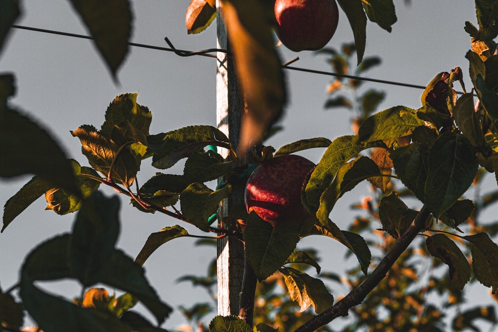 an apple tree with a bunch of fruit hanging from it's branches