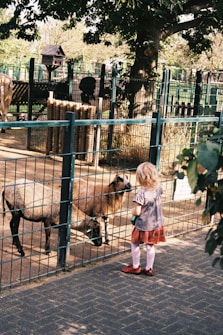 A young child with blonde hair stands in front of a fenced enclosure, observing a goat inside. The area is shaded by trees, and there is a pathway made of dark stone tiles. A structure resembling a birdhouse is visible in the background.