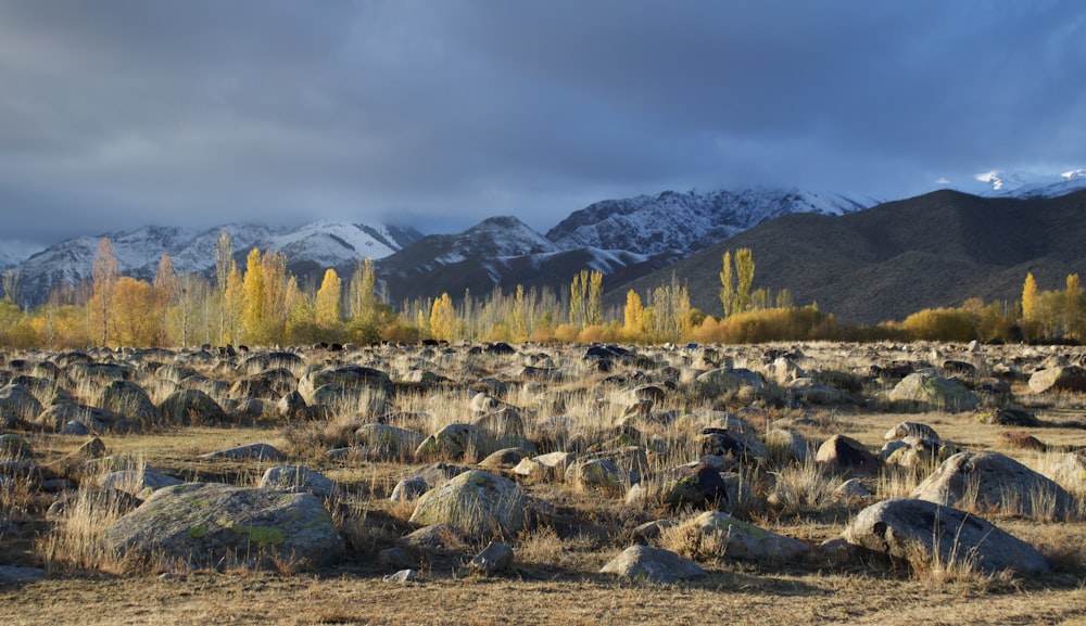 a field of rocks and trees with mountains in the background