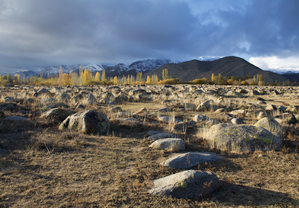 a field of rocks with a mountain in the background