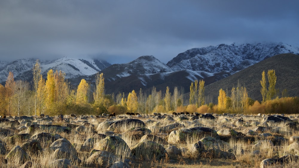 a large field of rocks with mountains in the background