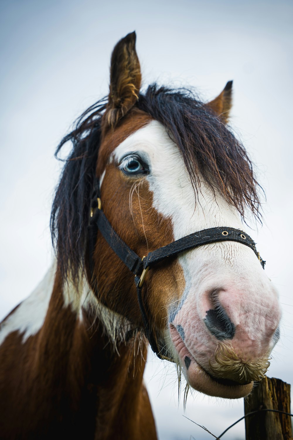 a brown and white horse standing next to a wooden fence