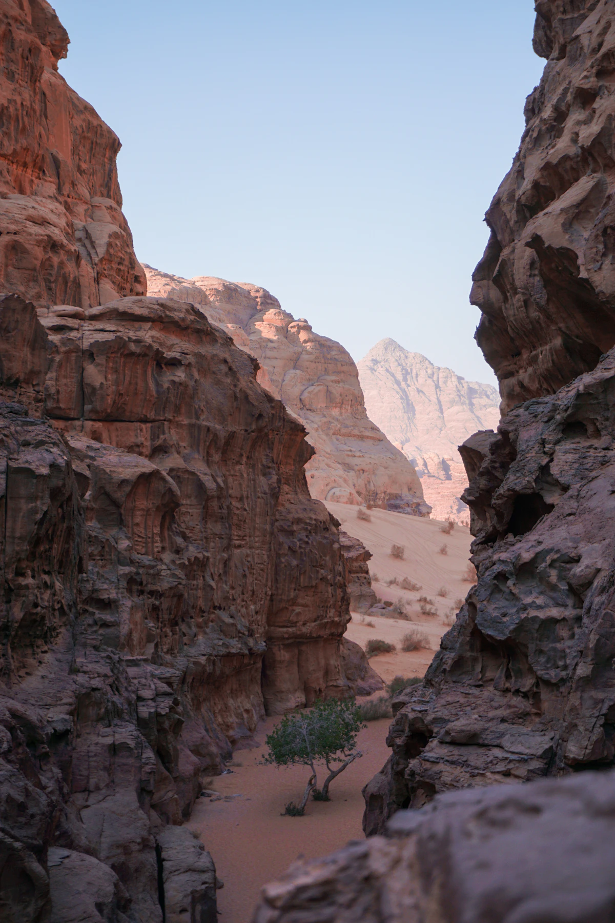 A narrow sandstone canyon in Wadi Rum with a small tree on its sandy floor