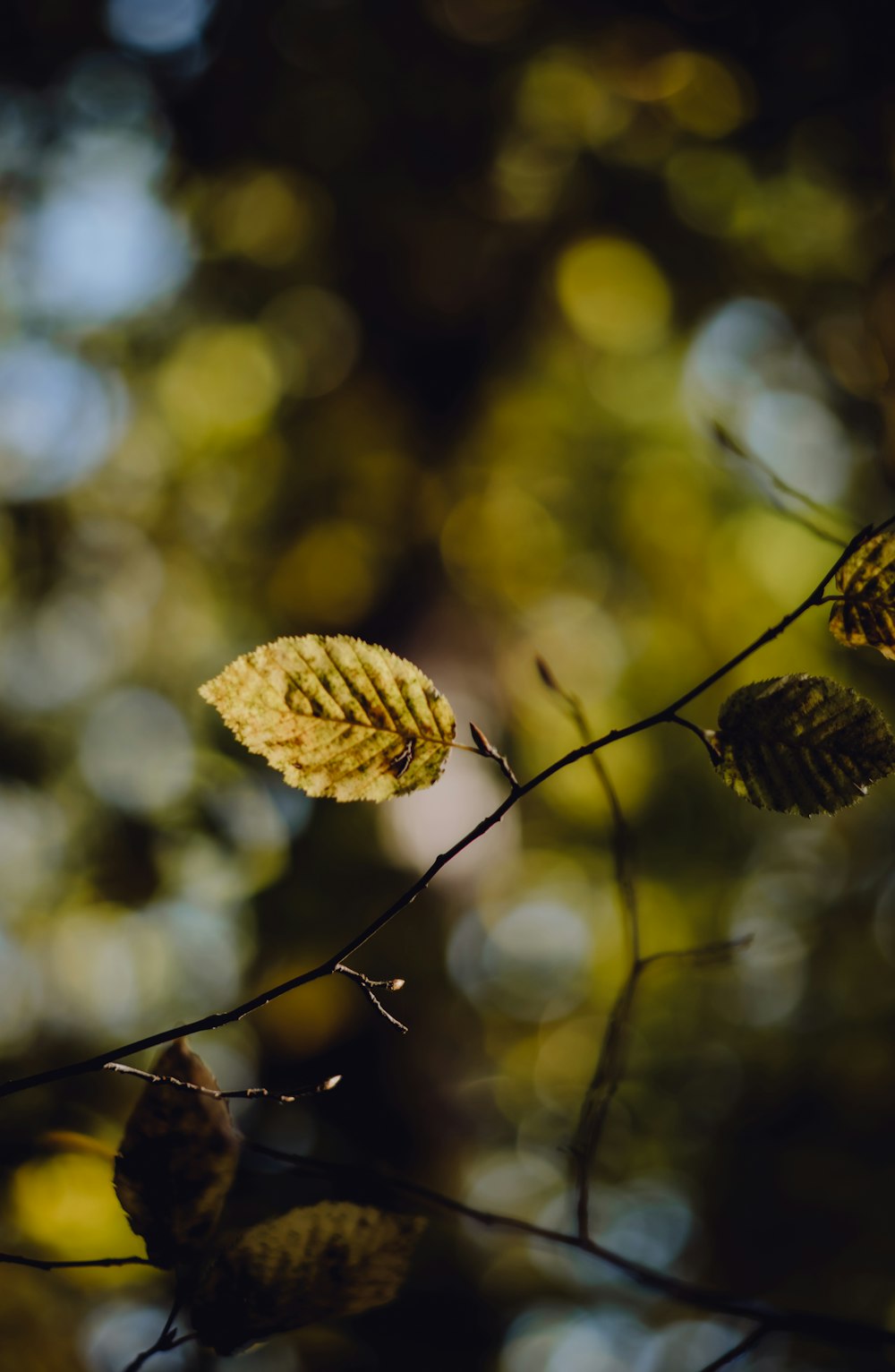 a close up of a leaf on a tree branch