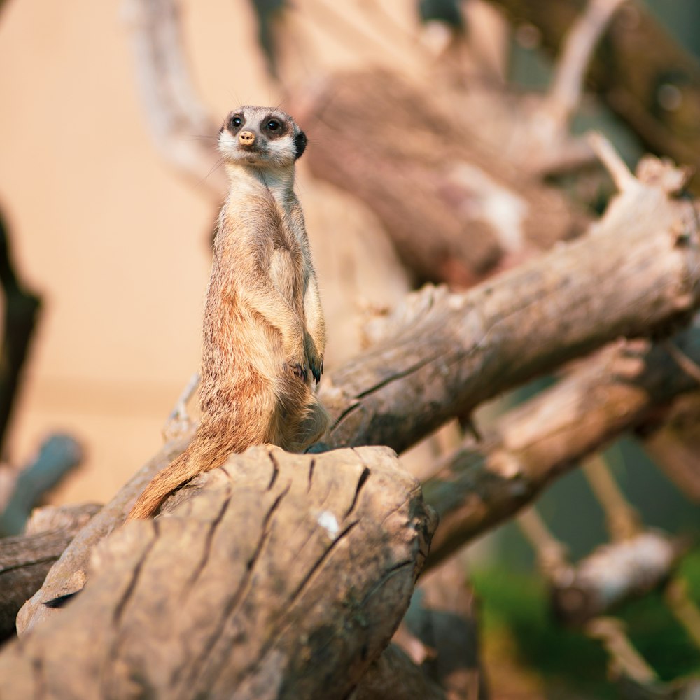a small meerkat standing on a tree branch