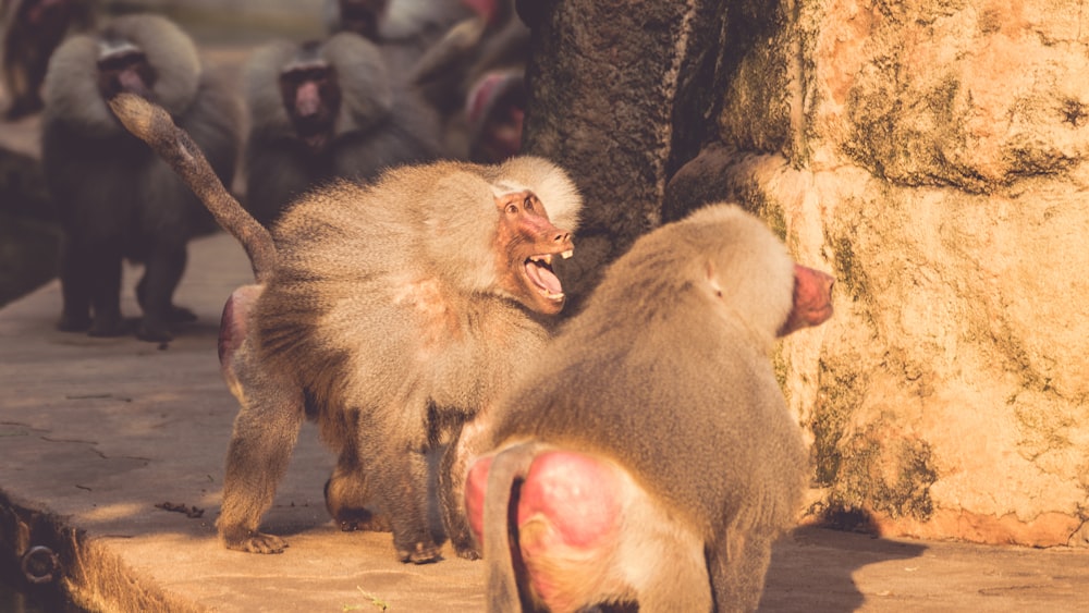 a group of monkeys standing next to each other