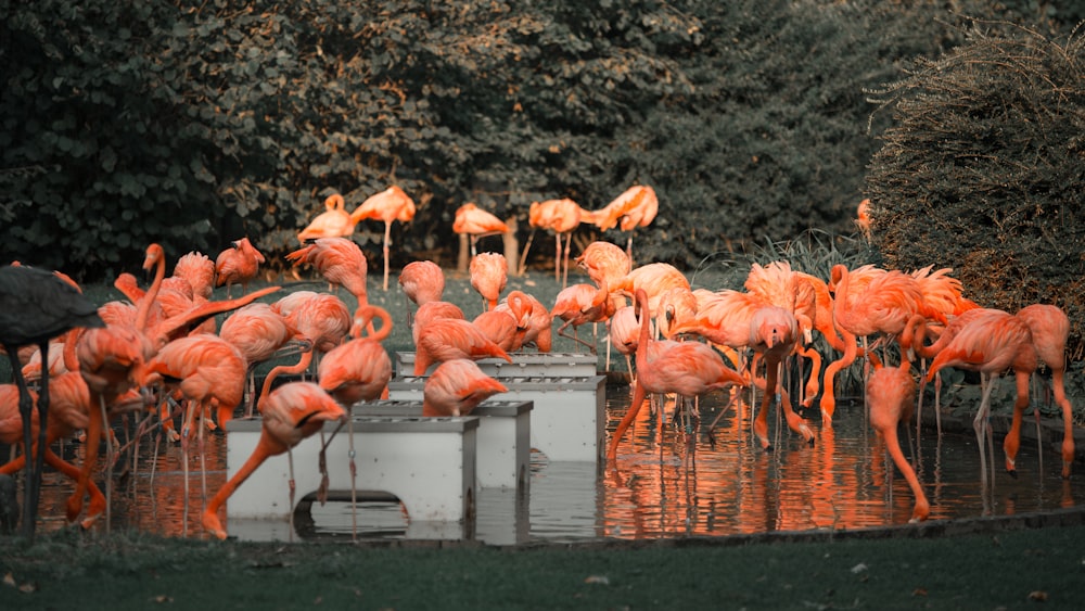 Una bandada de flamencos está de pie en el agua