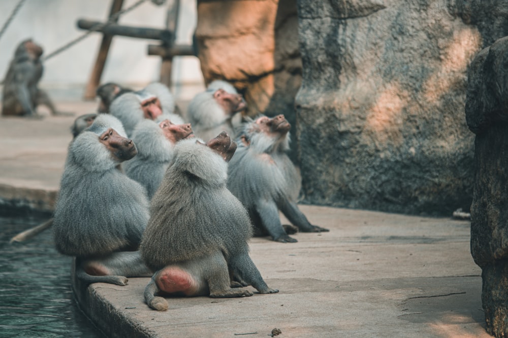 a group of monkeys sitting next to each other