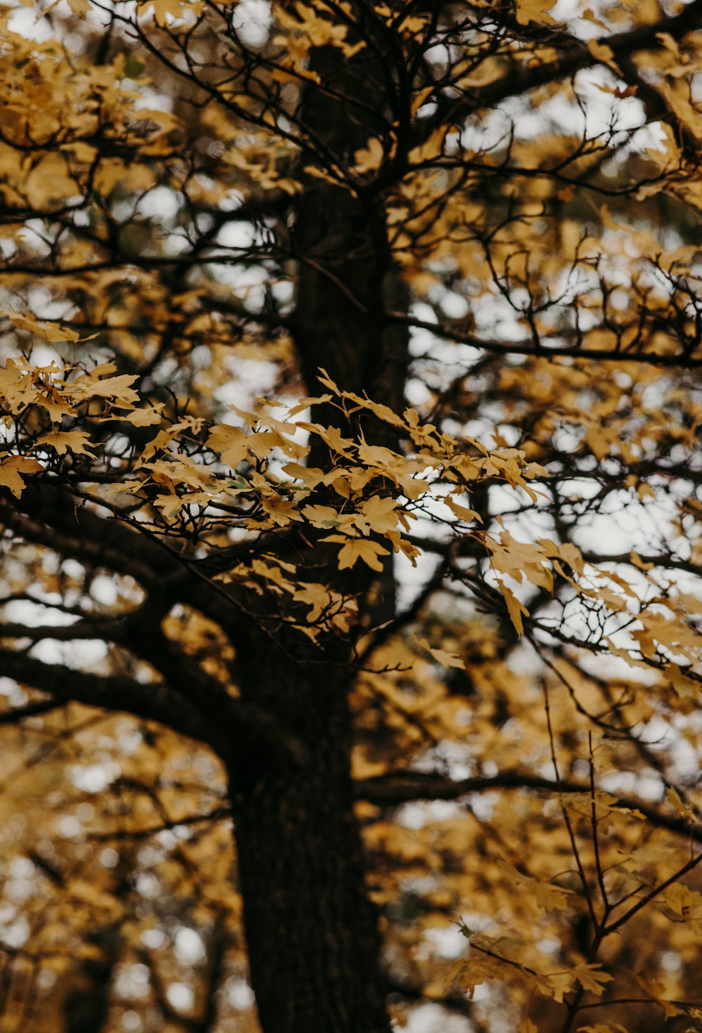 a black and white photo of a tree with yellow leaves