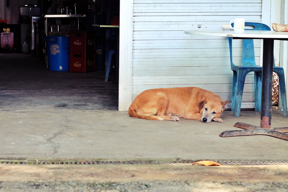 a large brown dog laying on top of a sidewalk