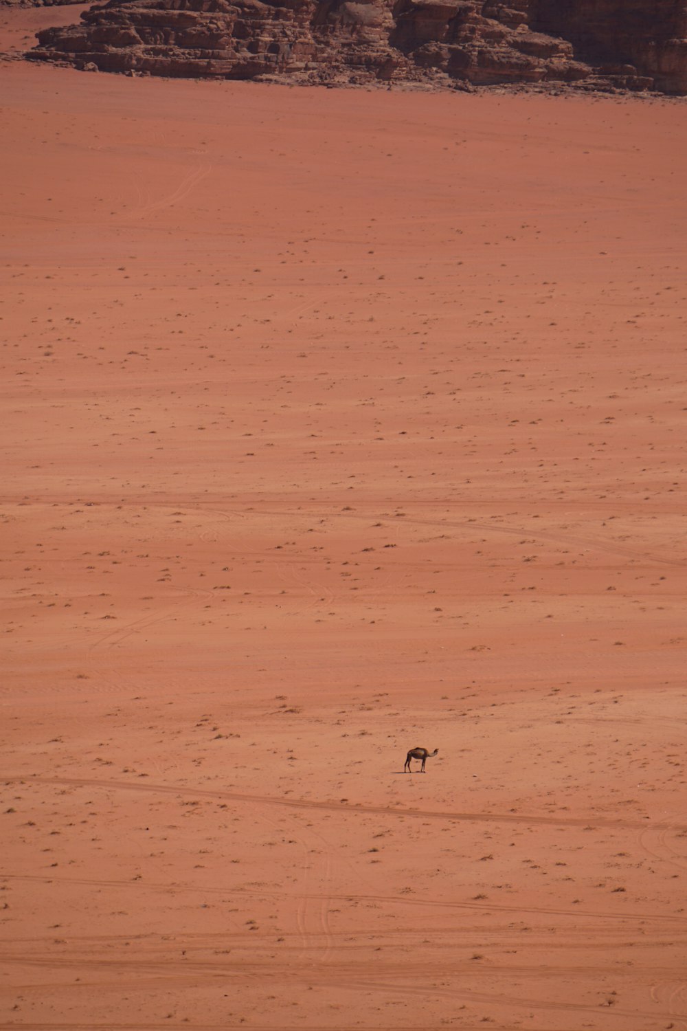 a lone animal in the middle of the desert