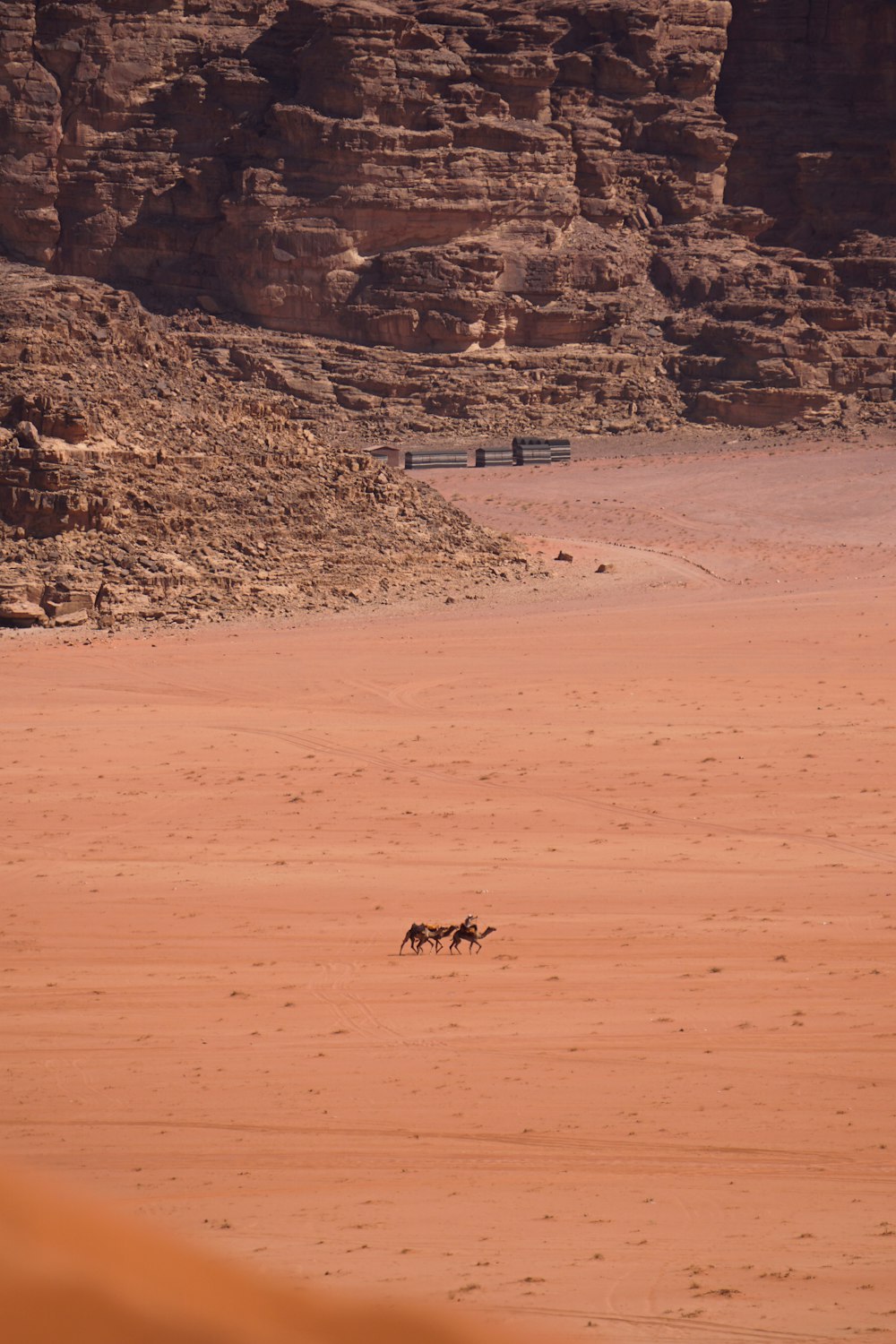 a couple of animals walking across a sandy field