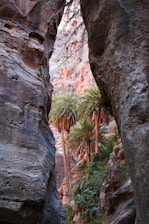 a narrow slot in the side of a mountain with palm trees