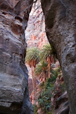 a narrow slot in the side of a mountain with palm trees