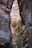 a narrow slot in the side of a mountain with palm trees