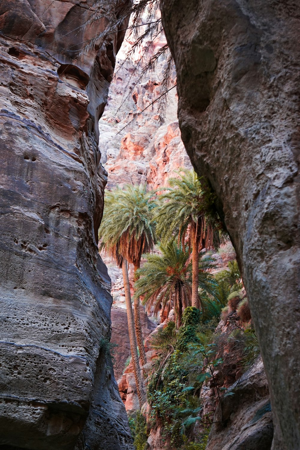 a narrow slot in the side of a mountain with palm trees