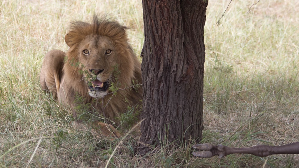 a lion is walking through the grass near a tree